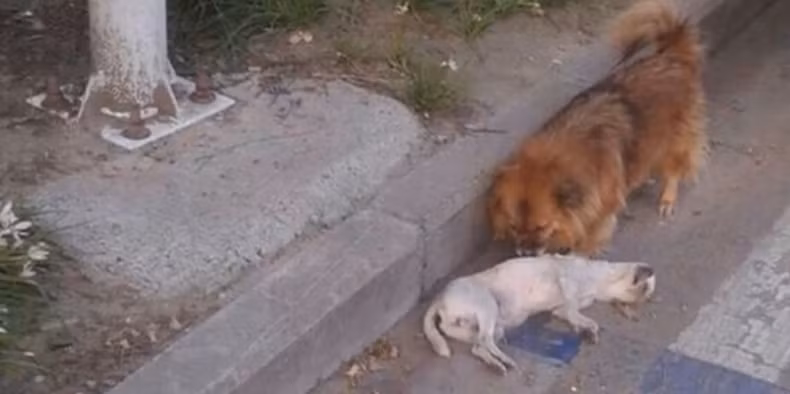 Tuy nhiên, bên cạnh những bình luận bày tỏ sự thương yêu và cảm phục đối với tình bạn sâu đậm của chú chó này thì còn có những ý kiến chỉ trích người đi đường vô tâm, để hàng tiếng đồng hồ mới có người xuống giúp chú chó di chuyển xác của bạn.