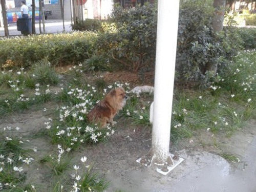 Sau khi rời khỏi mặt đường, chú chó này vẫn tiếp tục ngồi canh xác của bạn. Ánh mắt buồn bã nhìn về nơi bạn mình gặp nạn, ngã xuống.