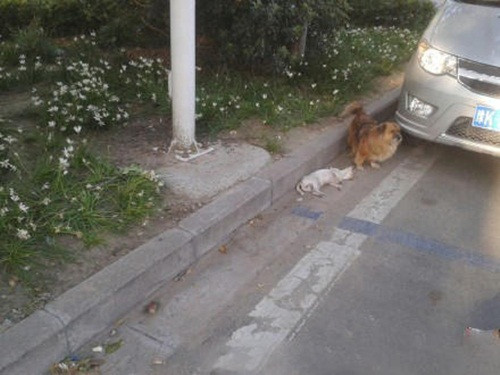 Bạn của chú chó này không rõ bị bệnh hay xe đâm bỗng nằm vật ra đường, không còn phản ứng. Hoảng hốt khi thấy bạn mình không còn dấu hiệu của sự sống, chú chó này vẫn cố gắng nén đau thương, kéo bạn của mình vào lề đường, sủa, vẫy đuôi để gọi bạn như hi vọng bạn vẫn còn sống.