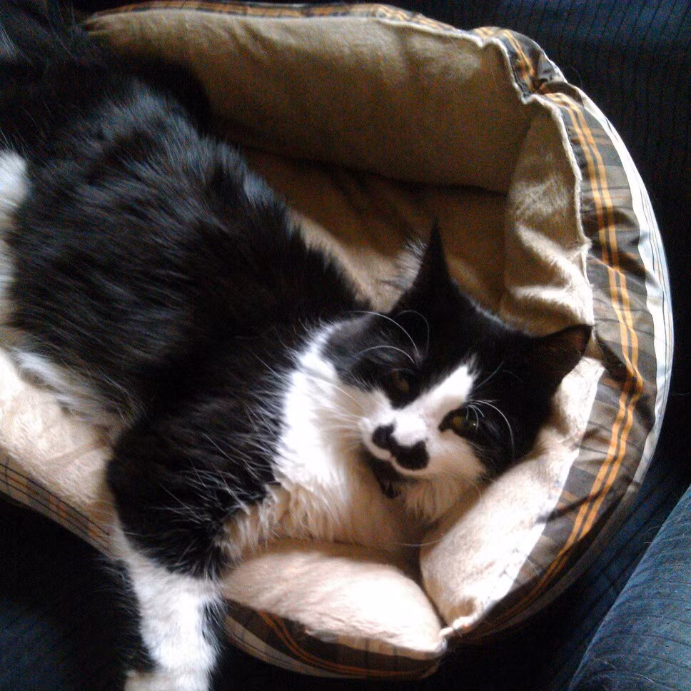 Ria mép ngắn đen khiến chú mèo này có dáng dấp của một con mèo độc tài.