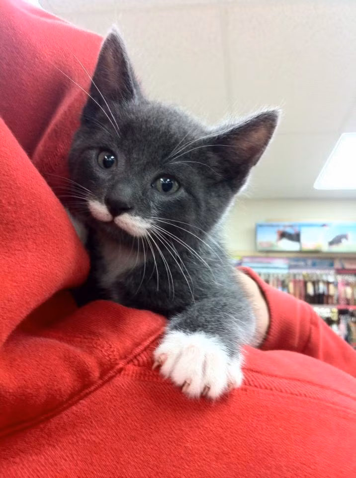 Đẹp trai từ bé với bộ ria mép hàng độc, chú mèo này gây chú ý ở bất cứ nơi nào chú xuất hiện.