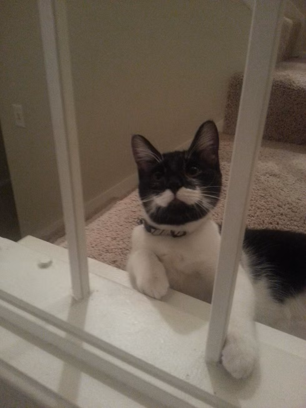 Sử dụng hết tất cả những nét dễ thương của mình, bao gồm cả bộ ria trắng, chú mèo này tha thiết muốn được ra ngoài đi chơi.