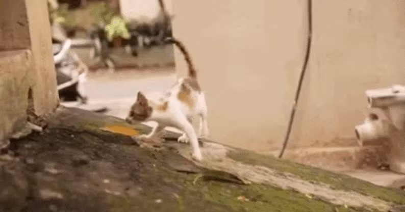 Những cơn lắc giật như thế sẽ theo cô mèo nhỏ suốt cả cuộc đời bởi cho đến nay chưa có cách điều trị chuẩn nào dành cho bệnh này. Các phương pháp điều trị đều mang tính chất triệu chứng và hỗ trợ.