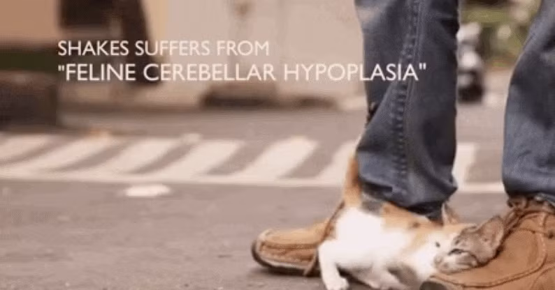 Tuy nhiên, mèo nhỏ Shakes mắc phải một căn bệnh quái ác, bệnh suy sản tiểu não, tên khoa học là Cerebellar hypoplasia. Căn bệnh này khiến cơ thể bé nhỏ của Shakes bị lắc giật không kiểm soát.