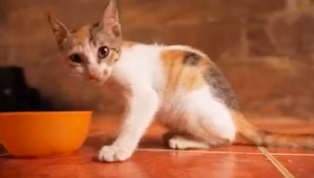 Tuy vậy, bất chấp tình trạng bất thường của cơ thể, Shakes vẫn sống lạc quan, vui vẻ. Hiện các nhân viên tại nơi Shakes trú ẩn đang cố gắng tìm kiếm cho cô bé những chủ nhân thực sự yêu thương và thấu hiểu bệnh tình của cô.