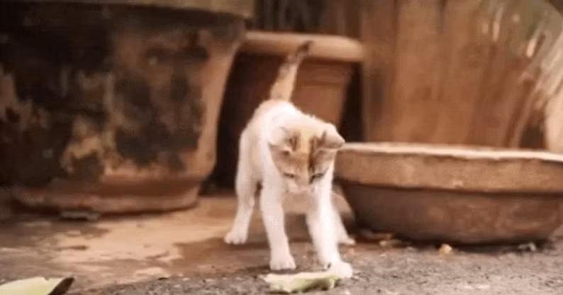 Shakes là một cô mèo đáng yêu chỉ mới 8 tuần tuổi, hiện đang sống trong một trại cứu hộ động vật tại Mumbai, Ấn Độ. Cô bé rất thích được ôm ấp, dẫn đi chơi chơi và chui vào các khoảng trống nhỏ.