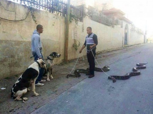 Người đàn ông này khá táo bạo khi dắt hai chú trăn đi trên đường phố.