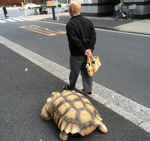 Một cụ ông người Nhật cũng từng khiến dân mạng thích thú và tò mò khi xuất hiện bên chú rùa khổng lồ của mình. Ông cho biết mình và con vật cưng đi bộ tới 1,5 km mỗi ngày.