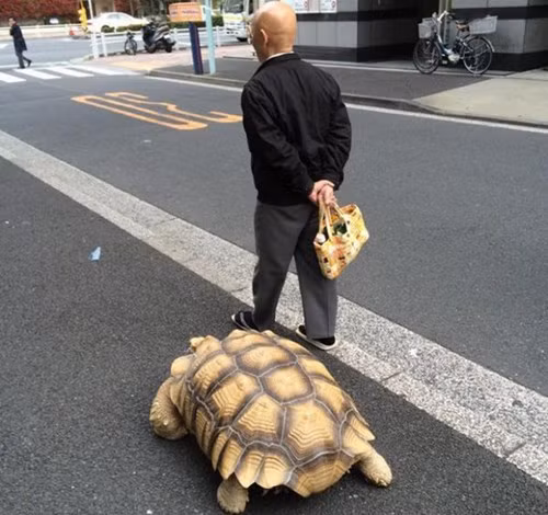 Một cụ ông người Nhật cũng từng khiến dân mạng thích thú và tò mò khi xuất hiện bên chú rùa khổng lồ của mình. Ông cho biết mình và con vật cưng đi bộ tới 1,5 km mỗi ngày.