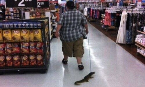 Anh chàng này thì mang theo cả một chú cá sấu đi siêu thị.