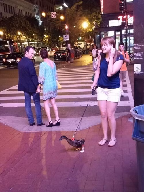  Trào lưu nuôi thú cưng quái dị dù con vật đặc biệt kỳ quái hay hung dữ khiến nhiều người phát hoảng. Tuy nhiên, điều này cũng làm tăng thêm sự tò mò, thu hút sự chú ý của người đi đường. Trong ảnh là một cô gái chọn cho mình thú cưng là một con vịt trời. Hành động dắt vịt trời đi dạo còn khiến nhiều người thích thú.