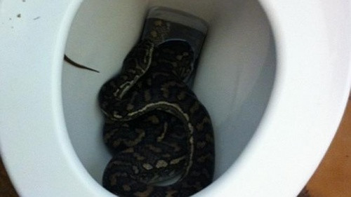 Xem thêm một số trường hợp các "quái" trăn chui bồn cầu khiến người dân phát hoảng khác.
