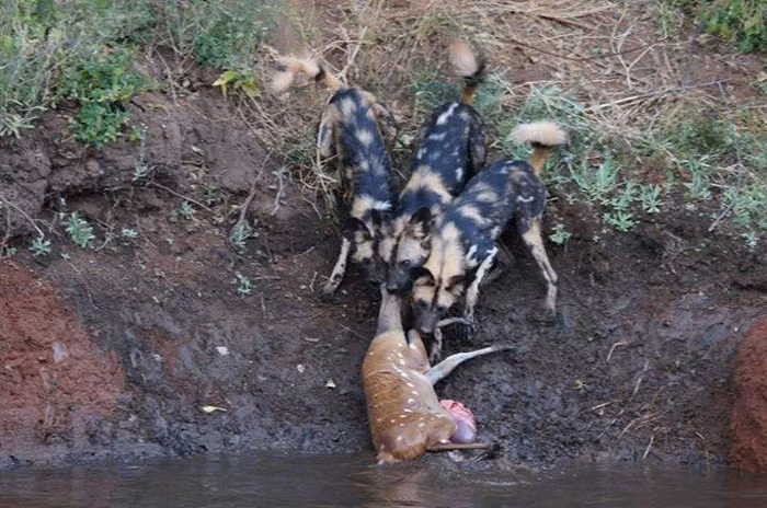 Mặc dù biết lòng sông là nơi cư ngụ của sát thủ máu lạnh, cá sấu khổng lồ nhưng con linh dương tội nghiệp không còn cách nào khác, nếu chạy lên bờ sẽ bị đàn chó hoang châu Phi cắn chết, nhảy xuống sông vẫn có hi vọng cá sấu đã no bụng mà buông tha mình.