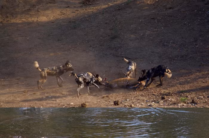 Chúng đã thành công khi bắt được con linh dương tội nghiệp chạy lên bờ và nhanh chóng làm thịt nó, tránh được một trận tranh giành mồi khổ cực với cá sấu khổng lồ. Con linh dương bị xé xác và tiêu hóa hoàn toàn chỉ trong vòng 15 phút, chỉ còn lại xương trắng.