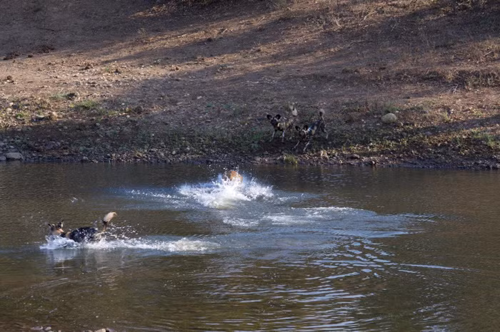 Tuy nhiên, lần này không muốn miếng ăn đến miệng còn bị giật mất. Sau những phút trầm tư cân nhắc thiệt hơn, những con chó hoang châu Phi đã liều mình lao vào nước để đuổi linh dương lên.