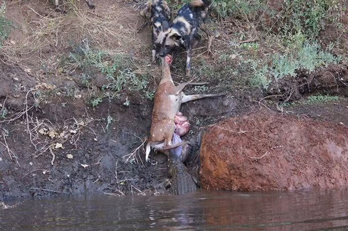Tuy nhiên, may mắn không mỉm cười với con linh dương bushbuck, rất nhanh chóng nó bị con cá sấu phát hiện và cắn thủng bụng, tuột cả nội tạng ra ngoài. Chết cũng không được nguyên vẹn, con linh dương bị đàn chó hoang châu Phi và cá sấu xé xác không thương tiếc.