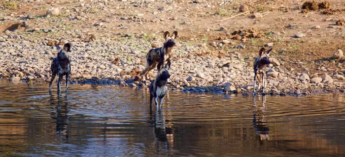 Trận săn đuổi thứ hai của chó hoang châu Phi được nhiếp ảnh gia Ben bắt được và lần này cũng lại là một con linh dương cái non kinh nghiệm bị lừa vào tròng, bị dồn đuổi chạy vào lòng sông.