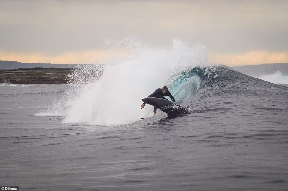 Hành động thú bị của con hải cẩu vui vẻ đã gây ấn tượng mạnh với hai anh em Russell.