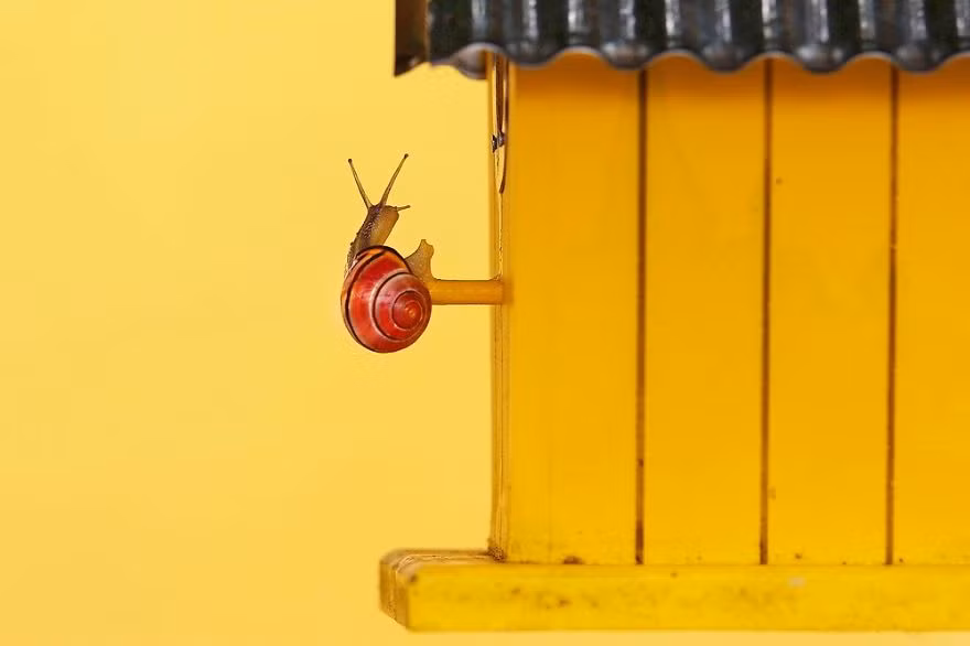 Thân hình dẻo dai còn giúp những con ốc sên can đảm thỏa mãn sự thử thách giới hạn bản thân bằng những môn thể thao mạo hiểm như thế này.