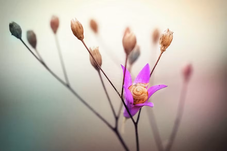 Say giấc trên một bông hoa là thú vui tao nhã của một cô nàng ốc sên yêu thiên nhiên.