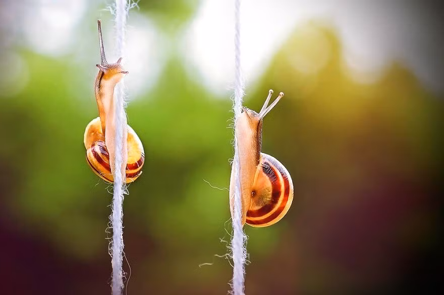 Ngày nào đôi ốc sên này cũng tập thể dục bằng cách leo dây để rèn luyện sức khỏe và giữ dáng.