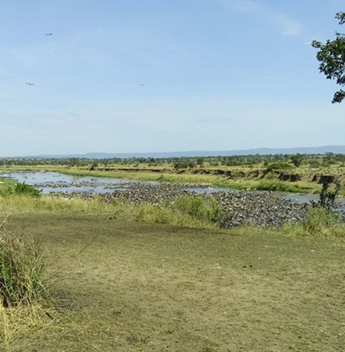 Mới đây, nhân viên hướng dẫn khu bảo tồn động vật hoang dã khu vực Tanzania đã phát hiện hàng trăm con linh dương đầu bò chết thảm do bị đuối nước khi di cư.