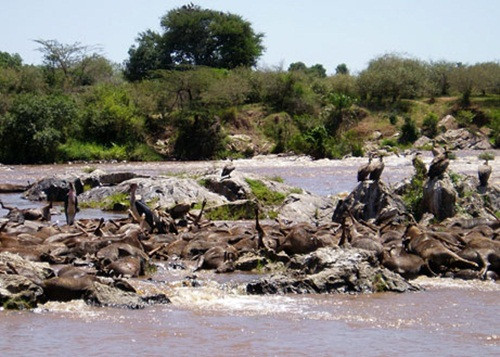 Năm nào cũng có những con linh dương xấu số bị chết đuối khi di cư và đó là một cái chết hoàn toàn tự nhiên.