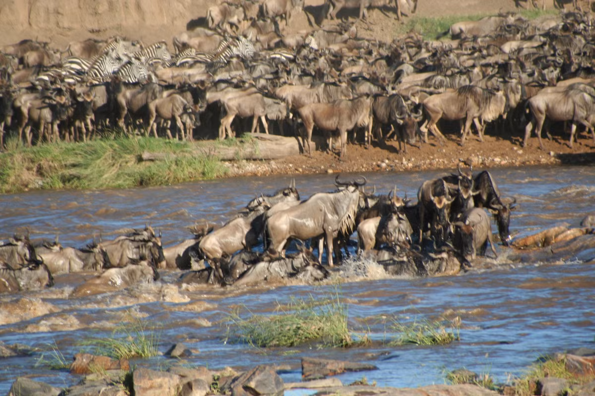 Tuy nhiên, theo một số chuyên gia của khu bảo tồn, hiện tượng linh dương đầu bò đuối nước hàng loạt ở sông Mara là hiện tượng tự nhiên bình thường diễn ra hàng năm ở Vườn quốc gia Serengeti,Tanzania. Nó là một trong những thảm họa xảy ra trong quá trình chuyển đổi của hệ sinh thái.