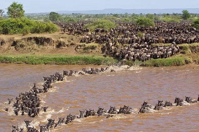 Một điểm nữa là do di cư quy mô lớn sẽ không tránh khỏi tình trạng dẫm đạp, cộng thêm với sự hoảng loạn khi xuống đúng chỗ nước sâu, những con linh dương đầu bò tội nghiệp đã phải bỏ mạng đầy oan ức dưới lòng sông.