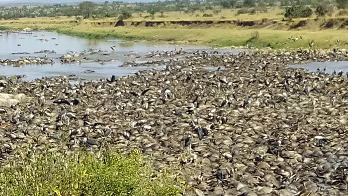 Tiếng kêu man rợ gọi bầy của loài chim ăn xác thối lại càng khiến cho khung cảnh nơi đây thêm phần kinh hãi.