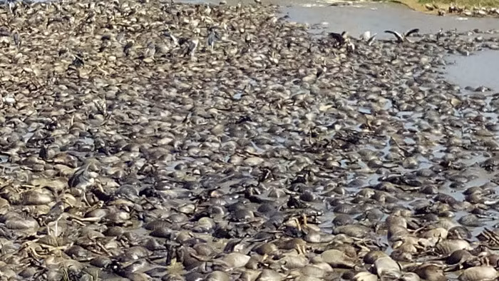 Cảnh tượng rùng rợn này khiến bất cứ ai nhìn thấy cũng xót xa và đau lòng. Xác của hàng trăm con linh dương đầu bò nổi lềnh phềnh, phủ kín một đoạn dài sông Mara và bốc mùi hôi thối, thu hút những con chim ăn xác chết.