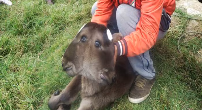 Khi con bê quái thai sinh ra, dân làng đã tự hỏi đó có phải một tín hiệu từ Thiên Chúa. Nhiều người tin rằng con bê hai đầu này là một cảnh cáo của chúa trời đối với tất cả những tội ác, tệ nạn trên thế giới.