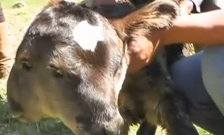 Vừa qua, dân làng Bambamarca, vùng Cajamarca, phía bắc Peru đã được dịp xôn xao khi gia đình ông Edward Villegas Rubio vừa đón một chú bê hai đầu chào đời.