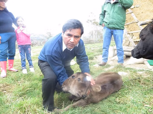 Hiện con bê này khá khỏe mạnh, điều duy nhất đáng lo ngại là bởi vì hai cái đầu quá nặng đối với chiếc cần cổ non nớt, con bê không thể đứng dậy và bú như những con bê khác.