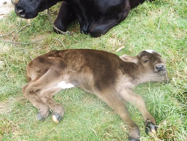 Phần lớn thời gian nó đều nằm và gia đình ông Edward phải cho con bê hai đầu này uống sữa bằng chai như chăm sóc một em bé thực thụ, khi bú sữa bình, cả hai chiếc lưỡi ở hai mõm đều có thể mút.