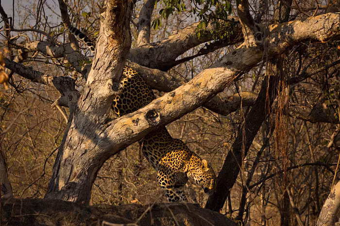 Trong tự nhiên, cả hai loài vật đều sẵn sàng giết những đứa trẻ của nhau nếu có cơ hội. Đối với một con báo mẹ đang nuôi dưỡng báo con, mối nguy hiểm rình rập thường xuyên khiến nó không thể không cảnh giác cả ngày và đêm.
