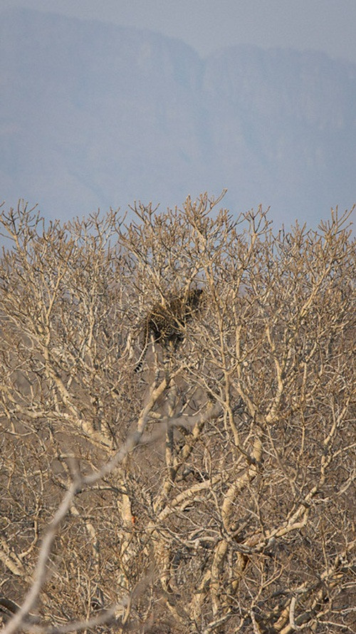 Sư tử không phải không có khả năng trèo cây mà do báo gấm trèo quá cao, sư tử không thể có sự dẻo dai đó. Chưa kể nếu đuổi theo, nó sẽ phải đối mặt với sự phản công quyết liệt của báo mẹ.