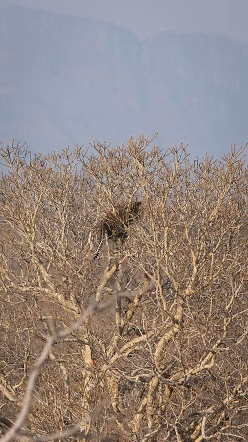 Sư tử không phải không có khả năng trèo cây mà do báo gấm trèo quá cao, sư tử không thể có sự dẻo dai đó. Chưa kể nếu đuổi theo, nó sẽ phải đối mặt với sự phản công quyết liệt của báo mẹ.