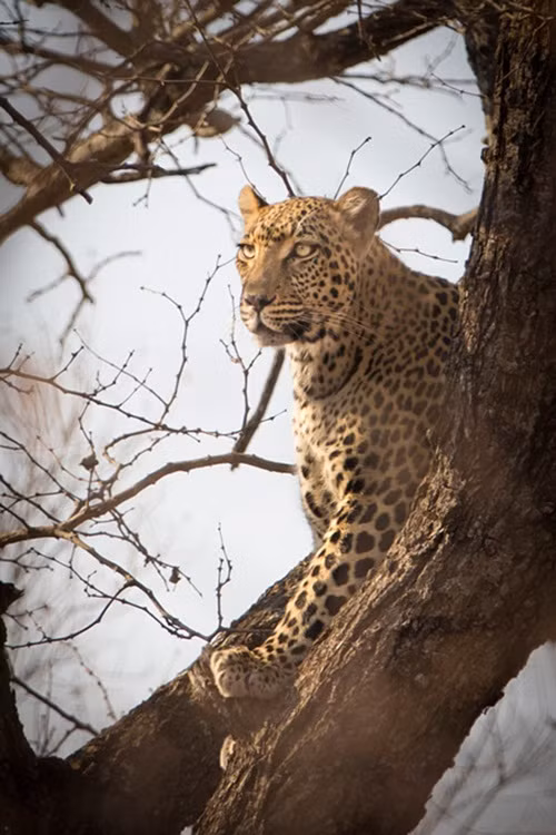 Con sư tử dũng mãnh làm như không biết đến ánh mắt chế giễu pha lẫn cảnh giác của báo gấm. Nó đang lưỡng lự, phân vân xem có nên đuổi cùng giết tận mẹ con nhà báo hay không.