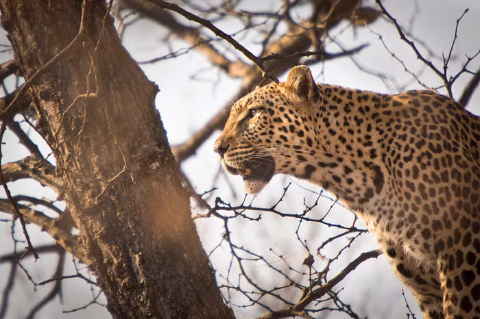 Sư tử và báo gấm vốn là kẻ thù không đội trời chung. Sư tử có lợi thế cả về thể lực và số lượng, nhưng những kỹ năng mà báo gấm có là sự bí ẩn và nhanh nhẹn, linh hoạt lại khiến sư tử phải ghen tị. thiếu trong bộ phận này nó làm với ẩn và sự nhanh nhẹn.