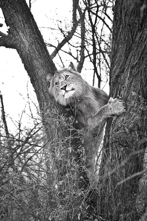 Những con báo con cũng được mẹ báo dạy kỹ năng trèo cây từ rất sớm và điều đó của nhiên có thể cứu mạng nó khỏi những nguy hiểm như bị sư tử săn đuổi.