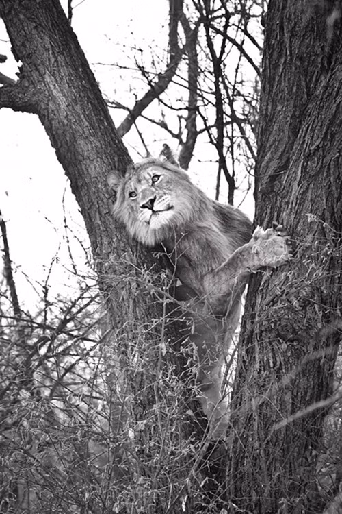 Những con báo con cũng được mẹ báo dạy kỹ năng trèo cây từ rất sớm và điều đó của nhiên có thể cứu mạng nó khỏi những nguy hiểm như bị sư tử săn đuổi.