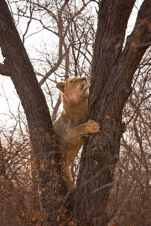 Bằng sự nhanh nhẹn, dẻo dai của mình, báo gấm mẹ mang theo con nhỏ trèo lên cành cây rất cao. Từ vị thế kẻ trên, nó nhìn xuống con sư tử như cười nhạo nỗ lực trèo cây của sư tử.