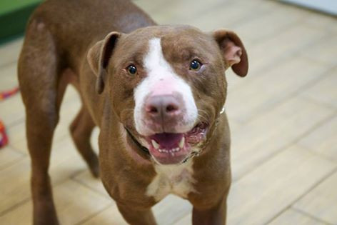 Đến nay, sức khỏe của Gideon đã hồi phục hoàn toàn và chú chó bất hạnh ngày nào run lẩy bẩy khi gặp người đã lấy lại được nụ cười hạnh phúc.