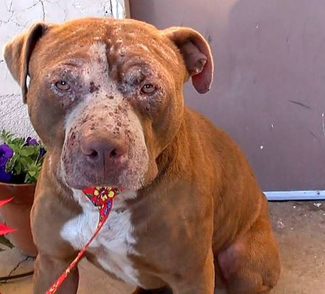 Khi đã thân thiết hơn, Gideon được các nhân viên đưa về bệnh viện chuyên dụng của trung tâm cứu hộ, nơi các bác sĩ đã chẩn đoán Gideon bị nhiễm trùng tai kép, nhiễm trùng bộ phận sinh dục, viêm tất cả các mô dọc theo bụng, nhiễm trùng mắt, nhiễm trùng da và viêm nấm rất nghiêm trọng.