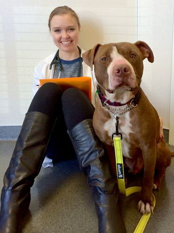 Cùng với sự cải thiện về tính cách, chú chó Pit bull bị bỏ rơi cuối cùng cũng khỏe mạnh, hồi phục dần.