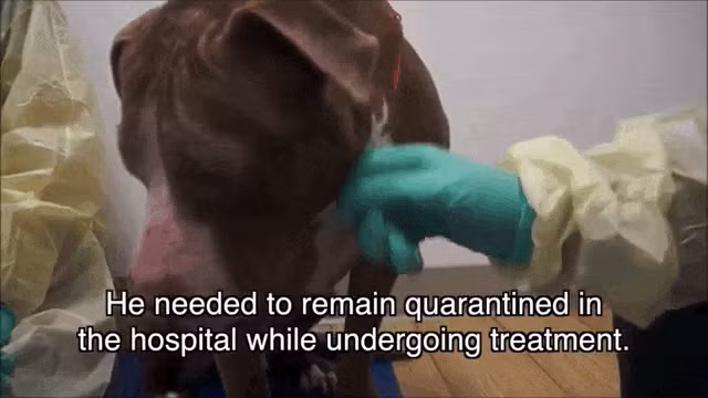 Sau khi được chẩn đoán bệnh tật, Gideon vẫn không quen gần gũi con người, chú buồn bã và từ chối mở lòng với các nhân viên cứu hộ cũng như y bác sĩ của trung tâm.