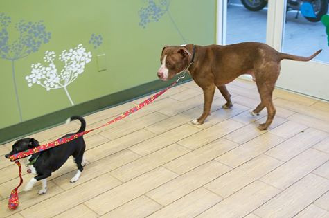 Không chỉ hòa nhã, thân thiện hơn với các bác sĩ, nhân viên ở trung tâm mà Gideon còn rất chịu khó kết bạn với những người bạn động vật khác.