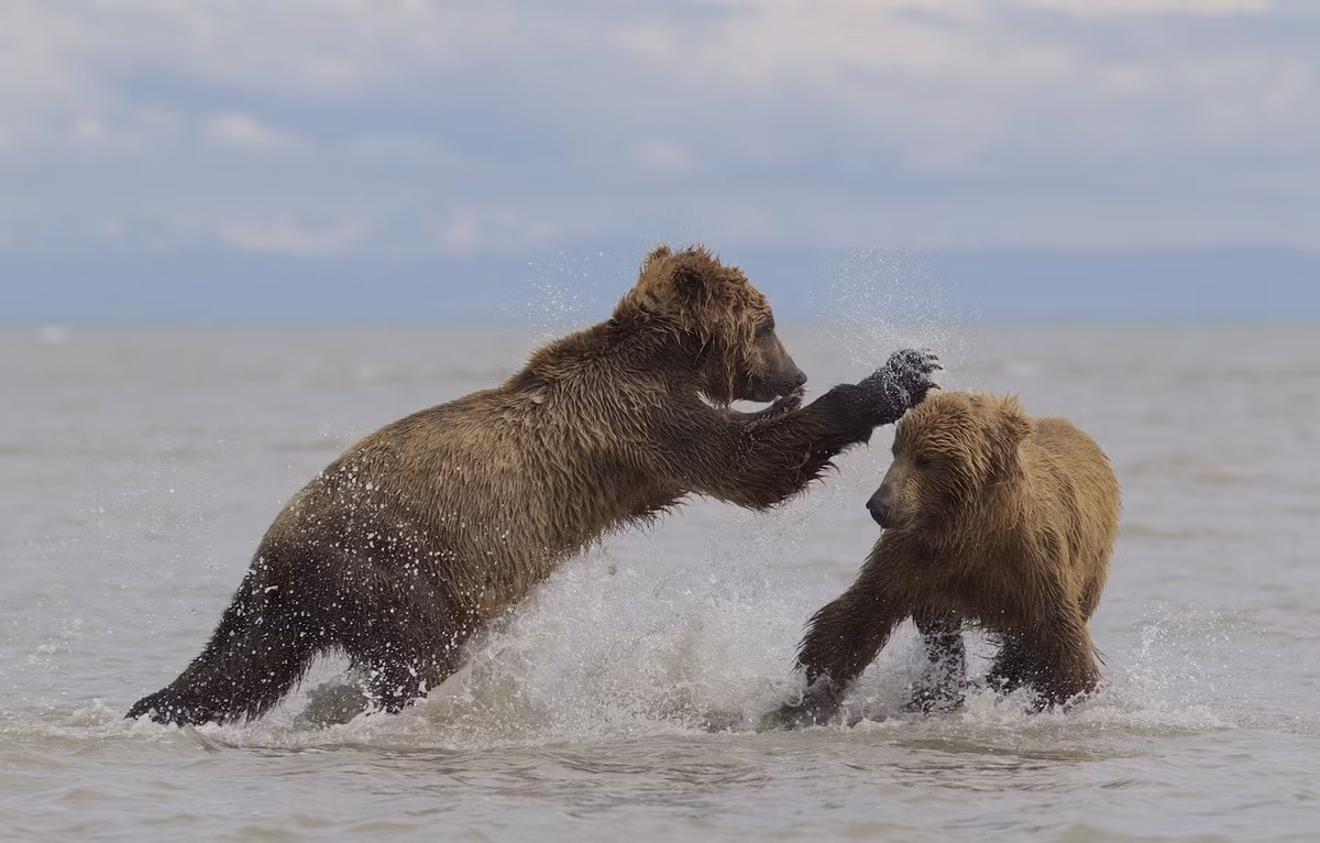 Mạnh được yếu thua, con gấu nào không đủ dũng mãnh để bảo vệ chỗ đứng sẽ phải rời đi, nhường vị trí săn cá thuận lợi nhất cho con gấu khác.