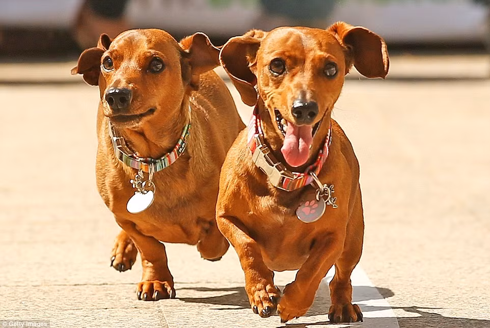 Được biết cuộc đua chó Dachshund nhằm gây quỹ cứu hộ Dachshund Rescue Australia.